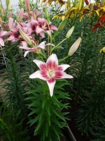 [4068 Strawbery and Cream Mak No101.JPG]